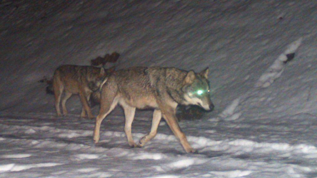 Letzten Februar stellte eine Fotofalle in Filzbach GL zwei Wölfe fest. Die Tiere werden als Eltern der Jungwölfe vermutet.