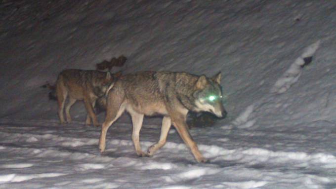 Wölfe erstmals mit Nachwuchs im Glarnerland