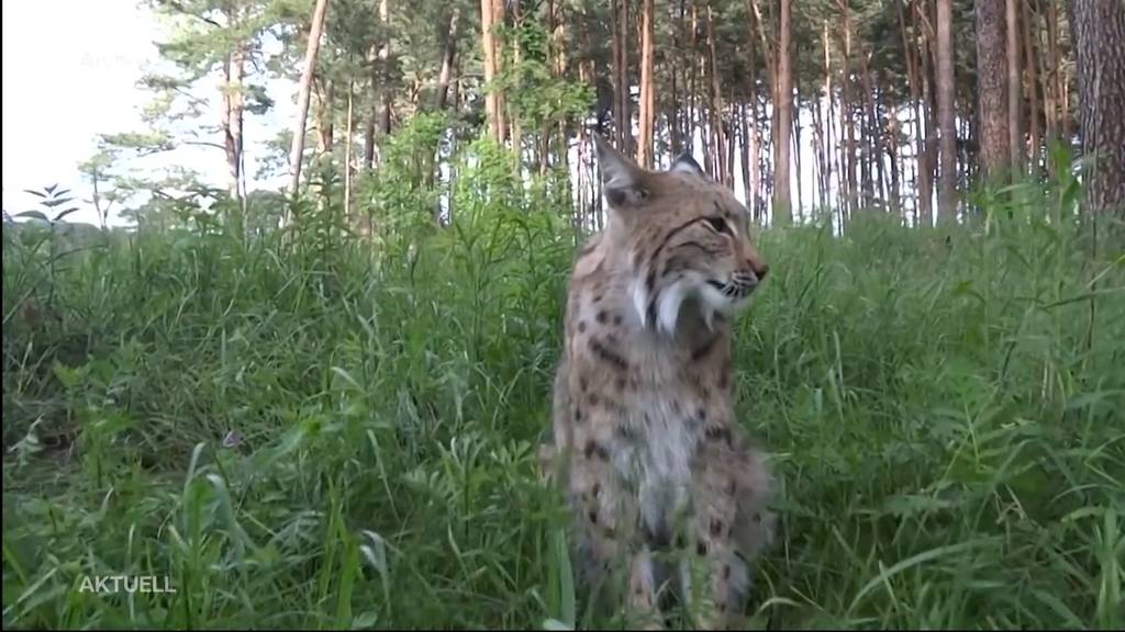 Seltene Aufnahmen: Autofahrer filmt Luchs in Laupersdorf