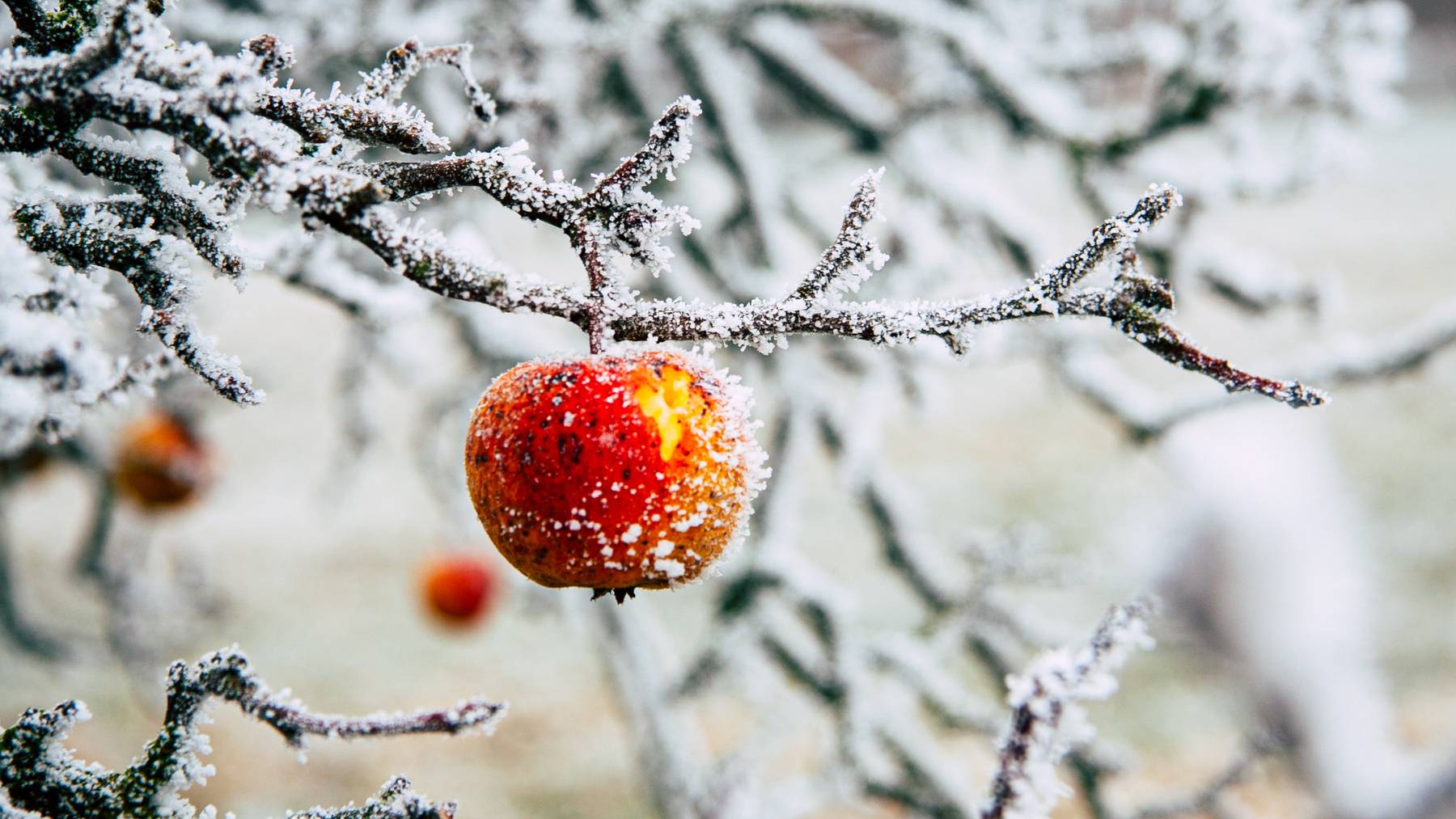 Apfel-Frost_Unsplash