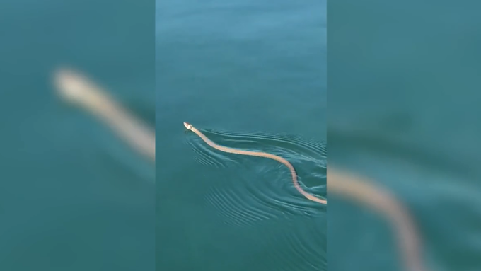 Wasserratten treffen auf Schlangen