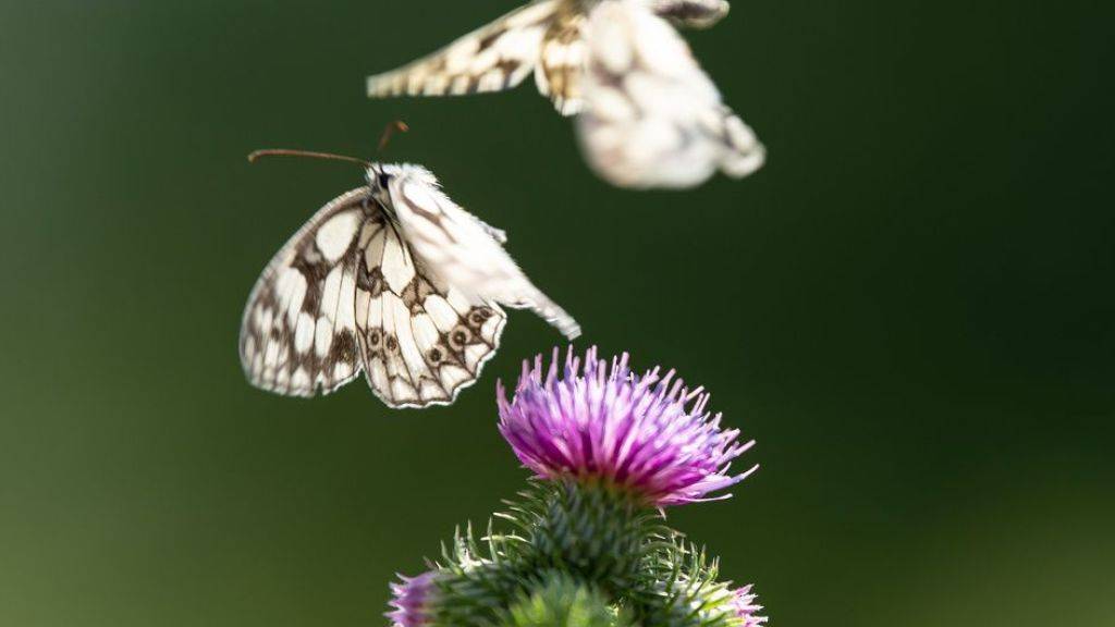Zwei Schachbrettfalter fliegen über einer Distelblüte. Die Schmetterlingsarten in Mitteleuropa gehen drastisch zurück - ein Indikator für Umweltgefährdung. (Archivbild)