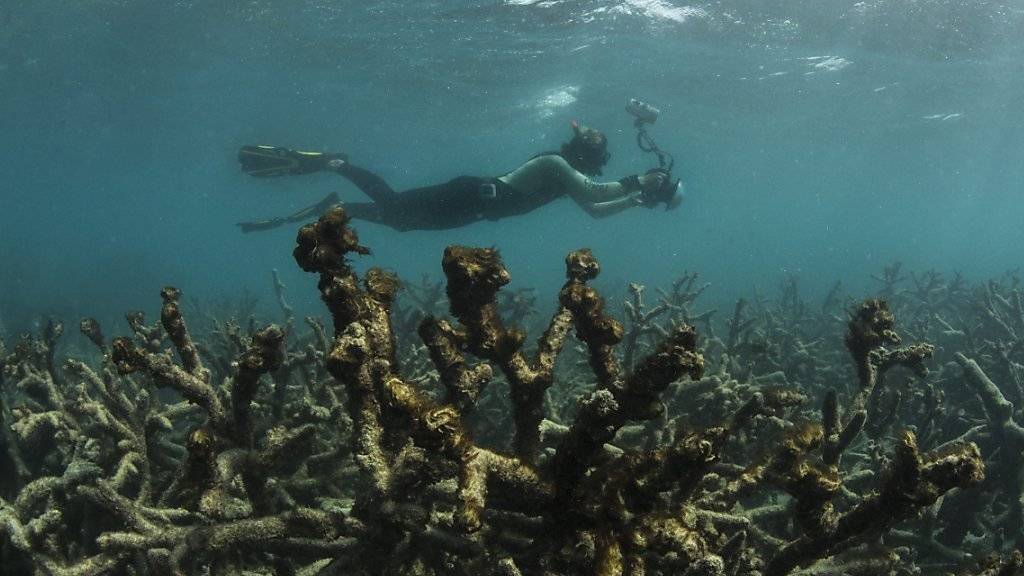 Abgestorbene Korallen im Great Barrier Reef vor Australien. (Archiv)