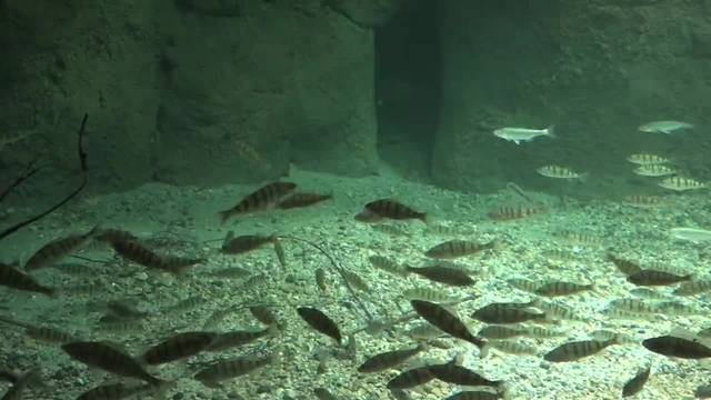 Grösstes Süsswasser-Aquarium Europas eröffnet