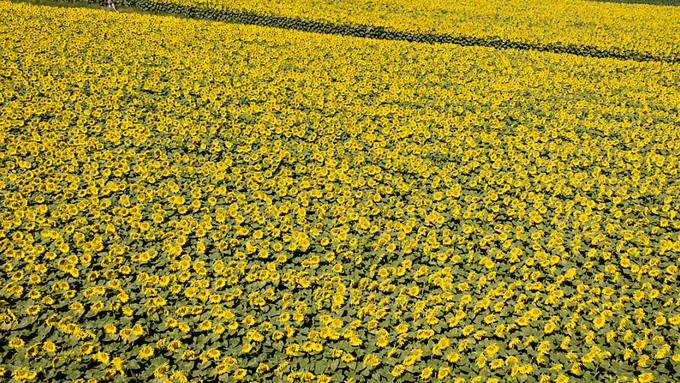 Sonnenblumenöl in Deutschland wird knapp: Bald auch in der Schweiz?
