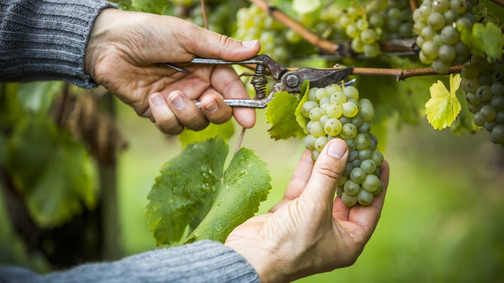 Aargauer Winzer: «Ich habe 70 Prozent weniger Wein»
