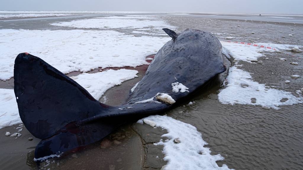 Ein Pottwal ist bei Sønderho auf der Insel Fanø gestrandet. Foto: Mads Claus Rasmussen/Ritzau Scanpix/AP/dpa