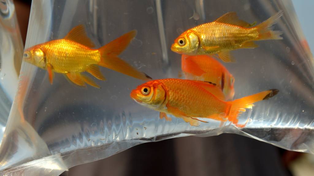 Wer Goldfische hält, muss das Tierschutzgesetz beachten. (Symbolbild)
