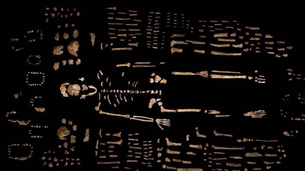 Rund 1500 Fossilien einer bisher unbekannten, Homo naledi benannten Menschenart wurden in einer Höhle in Südafrika gefunden.