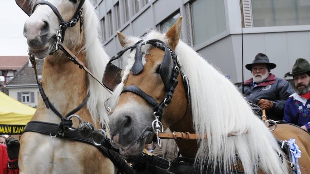 Ein Highlight war laut den Veranstaltern die 40. Ausgabe der Pferdemesse. (Archivbild)