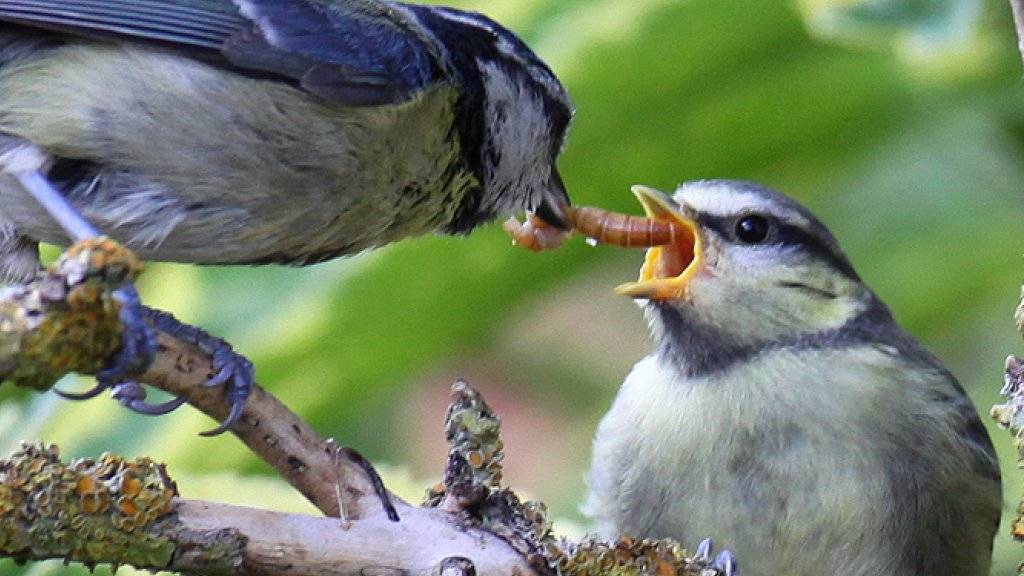 Eine Blaumeise füttert ihren Jungvogel mit einer Käferlarve. Alle Vögel weltweit fressen jährlich bis zu 500 Tonnen Insekten, wie Basler Zoologen schätzen.