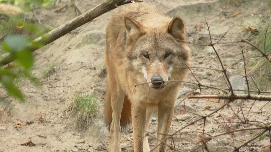 Zoo Zürich sagt «Nein zum neuen Jagdgesetz»: Wolf sei wichtig für Ökosystem und Biodiversität