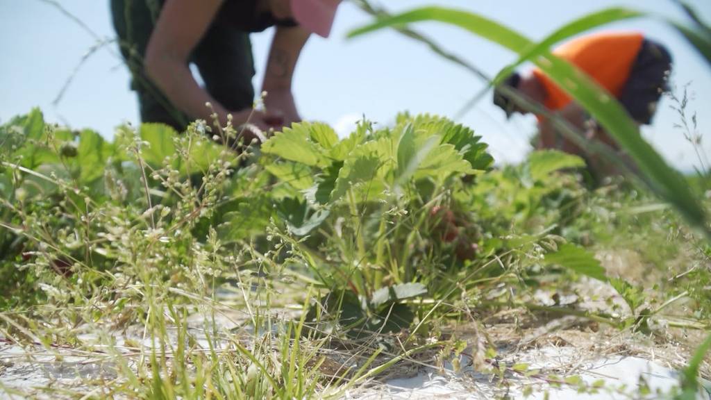 Keine Selbstbedienung mehr wegen zu vielen Erdbeer-Dieben