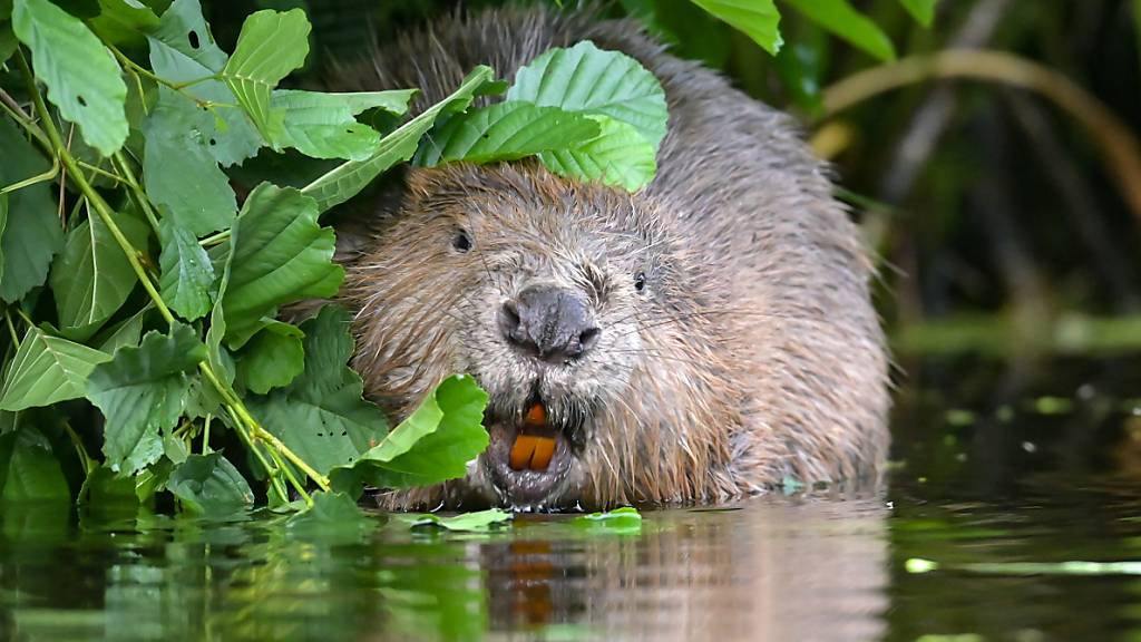 2022 gibt es in der Schweiz fast dreimal so viele Biberreviere wie 2008. (Archivbild)