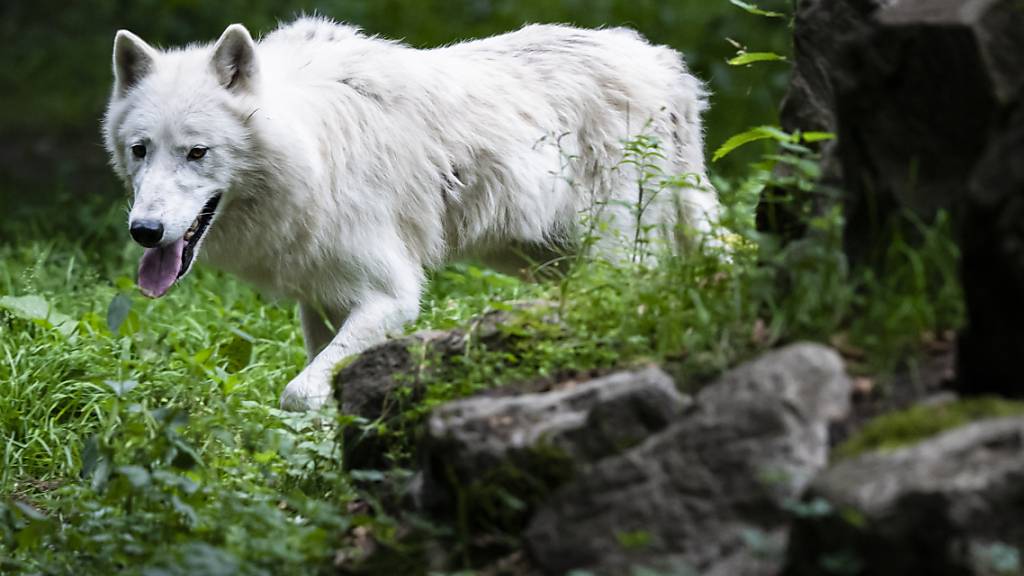 Grüne befürchten illegale Wolfsabschüsse im Toggenburg