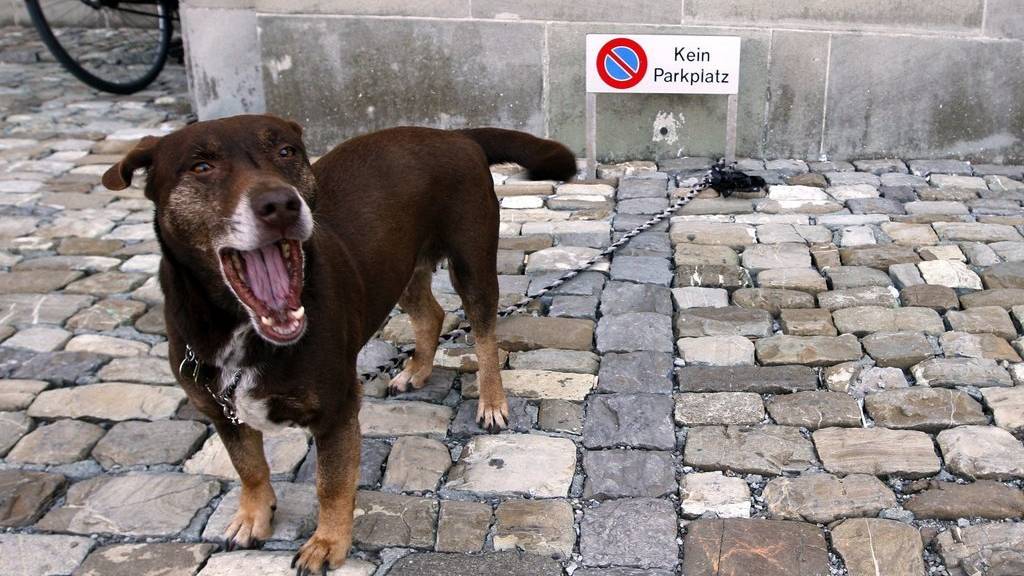 Ein Hund schlägt in Steinach zwei jugendliche Angreifer in die Flucht (Symbolbild)