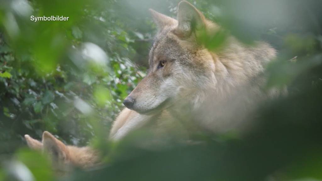 Trotz St.Galler Wildhüter-Aufstockung: Bürgerliche fordern zusätzliche Wolf-Massnahmen