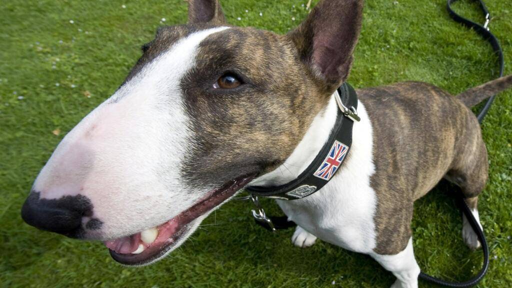 Zwei Miniatur-Bullterrier haben einen Knaben und eine Jugendlichen in Starrkirch-Wil SO verletzt. Die Hunde wurden mittlerweile eingeschläfert. (Symbolbild)