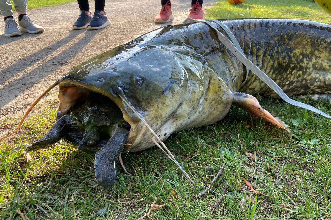 Wels erstickt an Schildkröte | ArgoviaToday