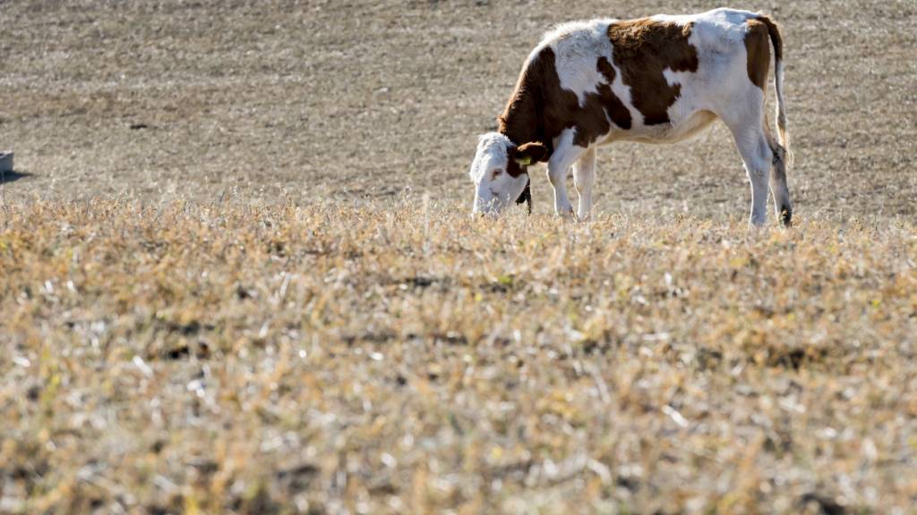 Notreserven für Tierfutter werden freigegeben