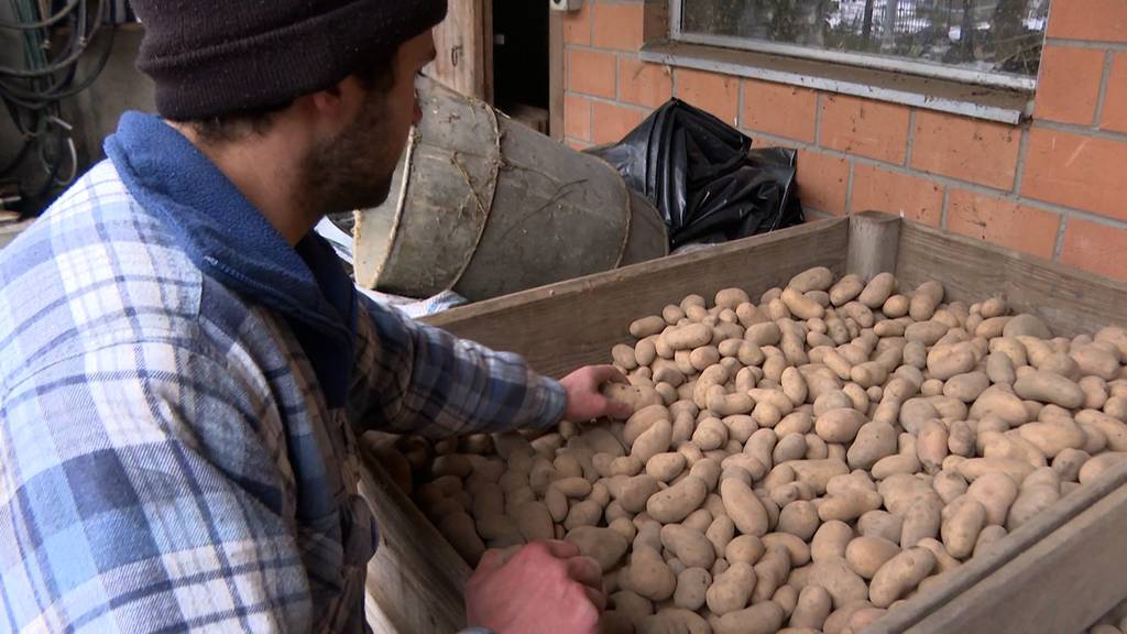 Fast 40 Tonnen essbare Kartoffeln sollen als Tierfutter enden