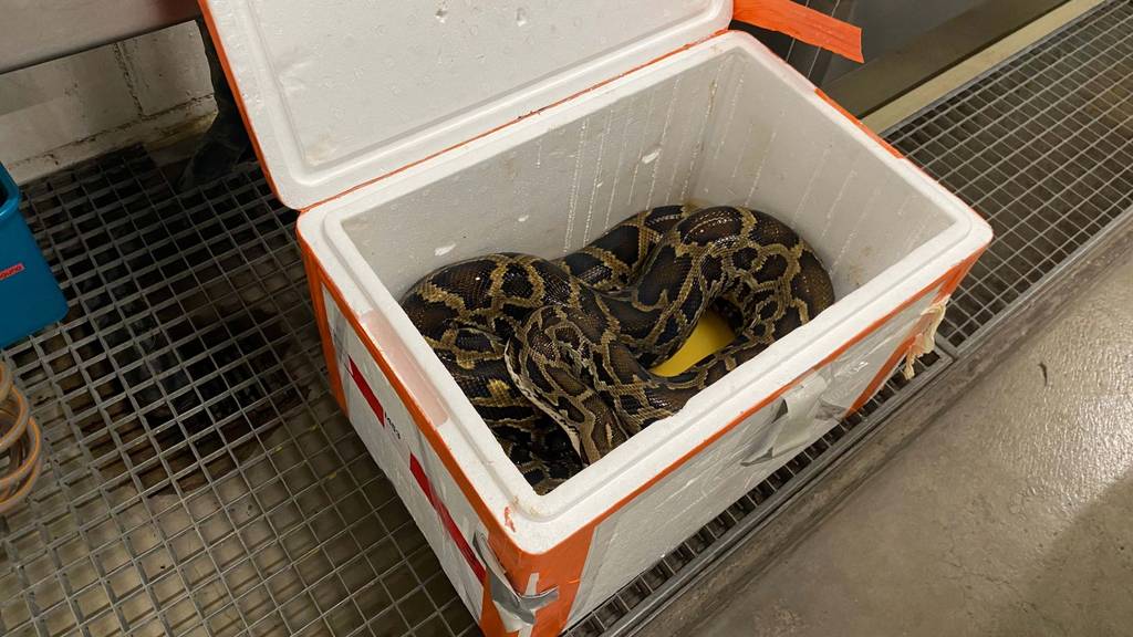 Polizisten entdecken 2,5 Meter lange Python im Kofferraum