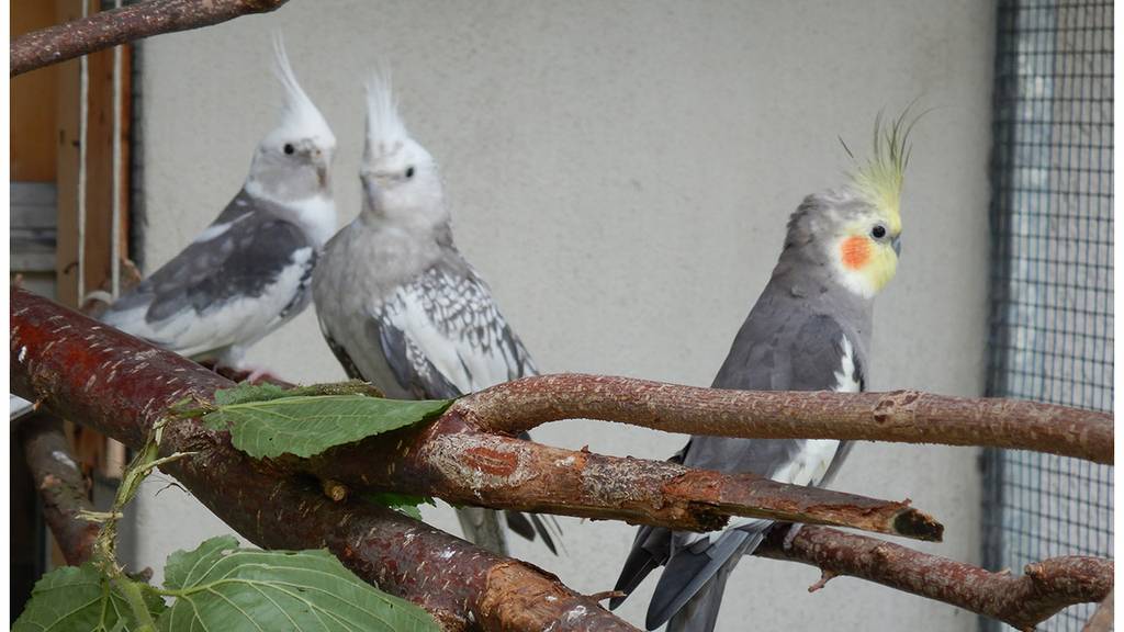 Scott, Sally, Sam, Tiffy und Serafina