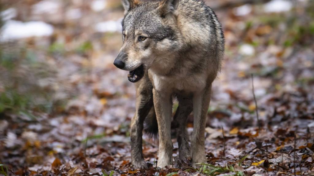 Wolf greift im Neuenburger Jura Rinderherde an