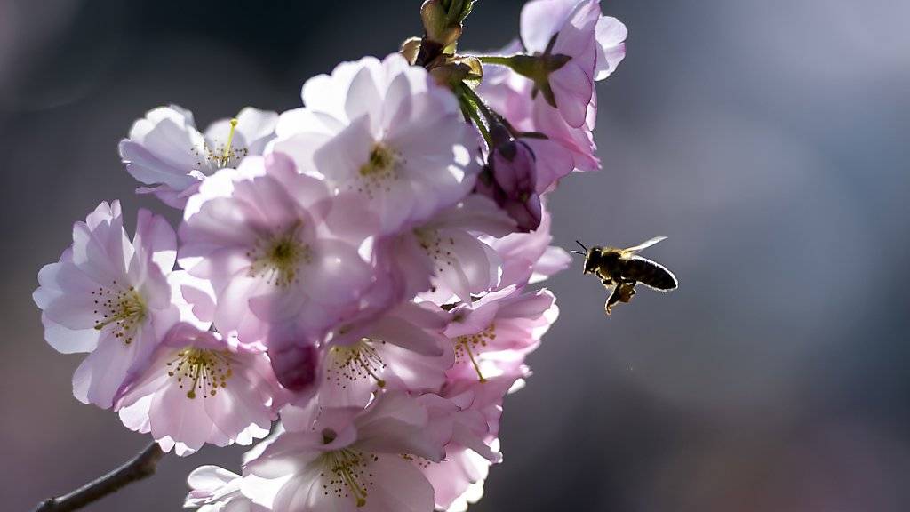 Blühende Bäume und Wiesen in der Stadt bieten Honigbienen und Wildbienen Nahrung. Wildere Gärten und Parks könnten viel für die Artenvielfalt bewirken. (Archivbild)