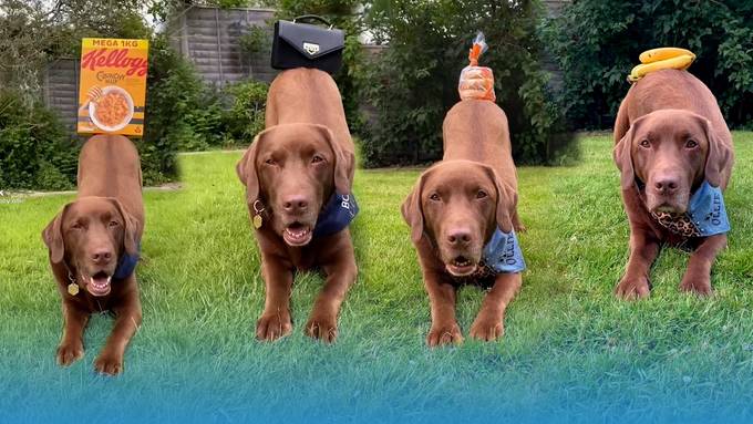 Labrador Ollie geht mit seinem Popöchen viral