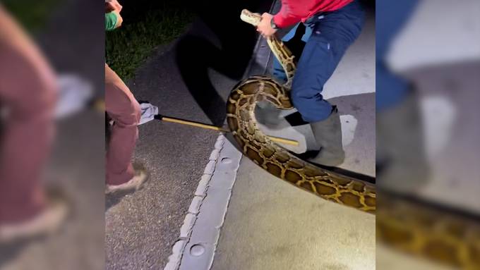 Schlangenjäger überwältigen riesige Tigerpython in Florida