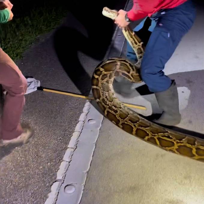 Schlangenjäger überwältigen riesige Tigerpython in Florida