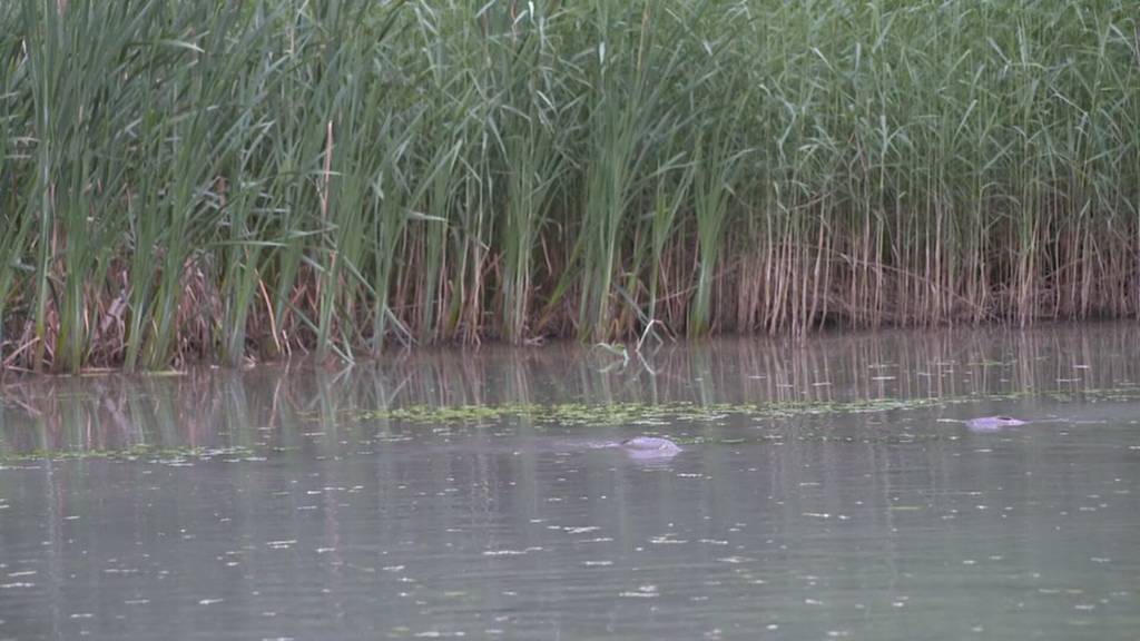 Alarmstufe rot: Fische leiden unter niedrigem Sauerstoffgehalt in Gewässern