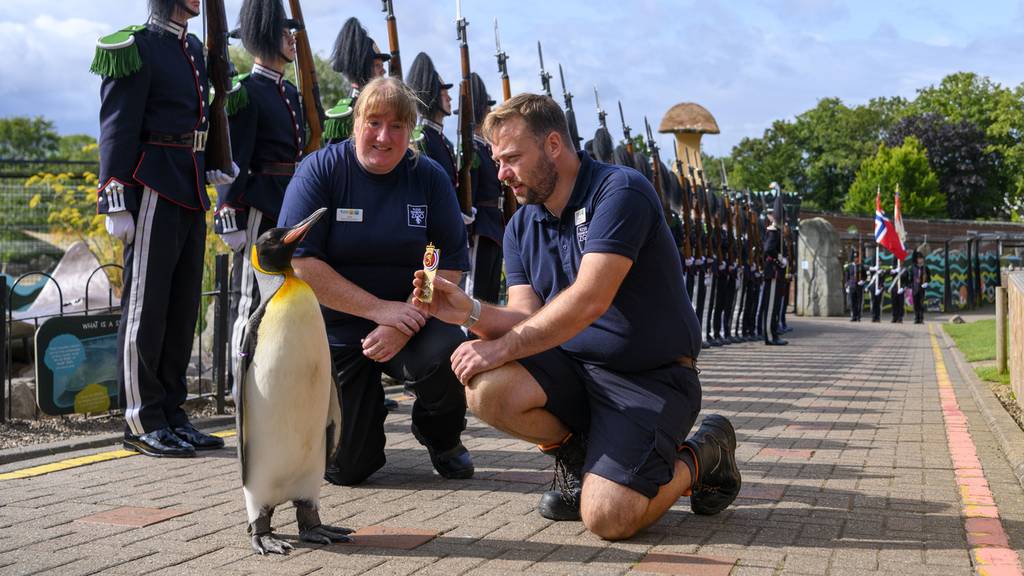 Wegen guten Benehmens: Pinguin in Schottland zum Generalmajor befördert