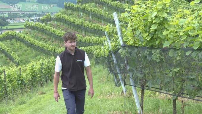 Wird der Zentralschweizer Wein bald knapp?