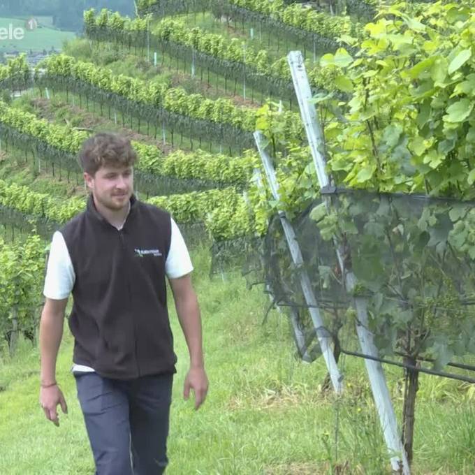 Wird der Zentralschweizer Wein bald knapp?