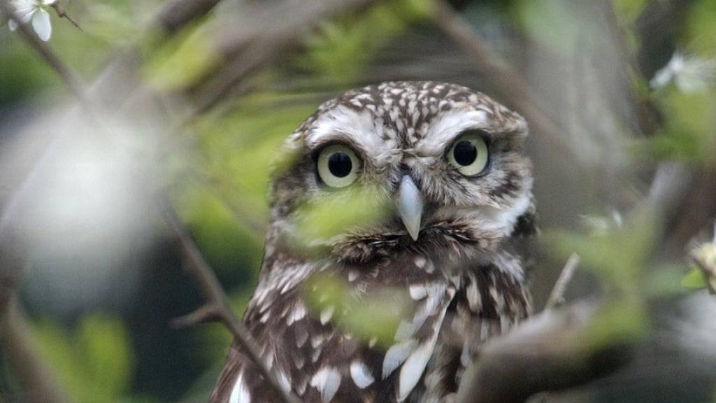 Die einst in der Schweiz fast ausgestorbenen Steinkäuze breiten sich wieder aus. (Archivbild)