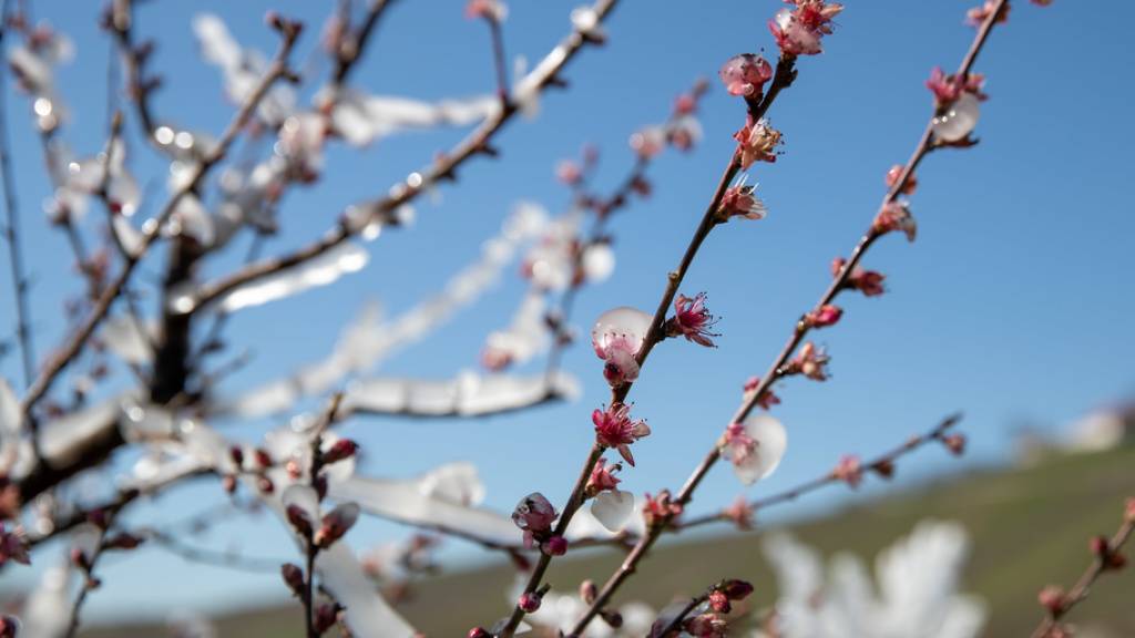 Im Gegensatz zur Schweiz konnten in Bayern die Aprikosen- und Pfirsichbäume mit einer mit einem Eispanzer vor Nachtfrost geschützt werden. Solange die Eisschicht nach aussen wächst, greift der Frost die Blüten innen nicht an. (Archivbild)