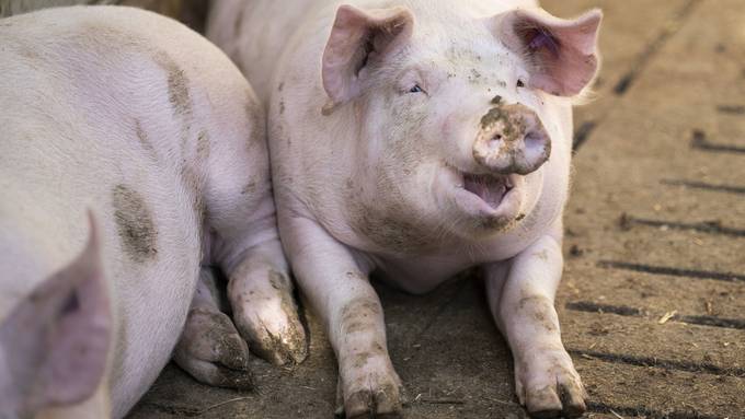 Nach fast 14 Jahren Hin und Her: Stinkender Schweinestall geschlossen