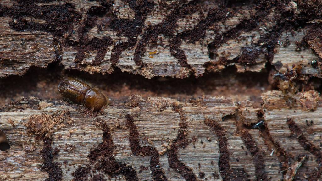 «Dem Aargauer Wald geht es momentan wirklich nicht gut!»