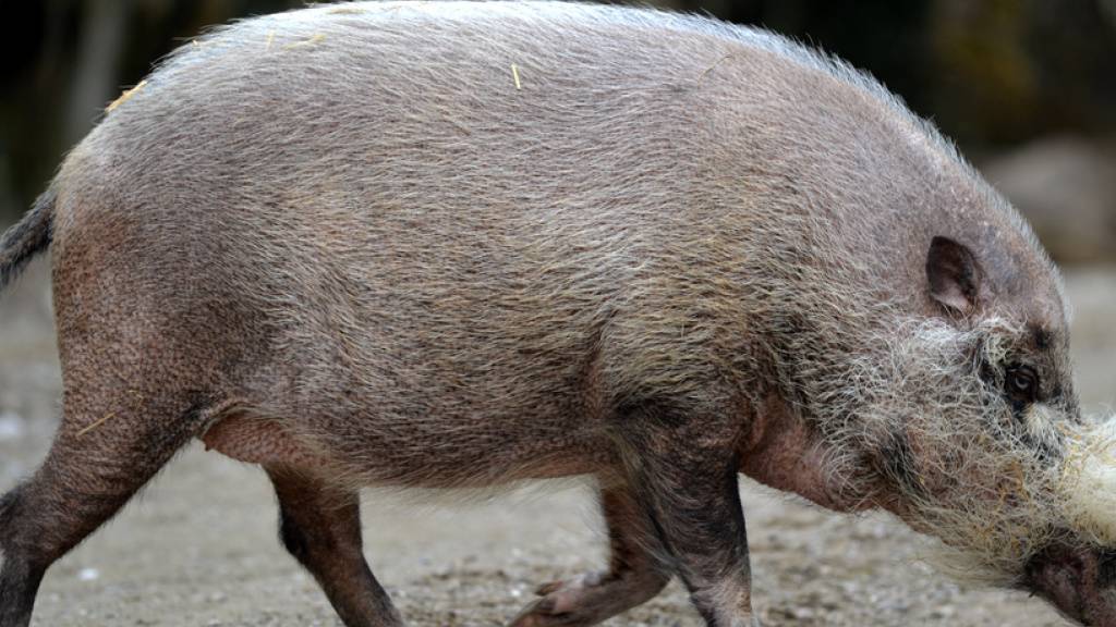 Bartschweine waren auf Borneo einst die häufigste grosse Säugetierart und wurden traditionell bejagt. (Archivbild)