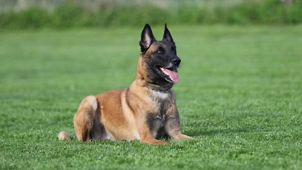 Polizeihund Chevy spürte den nassen Einbrecher auf.