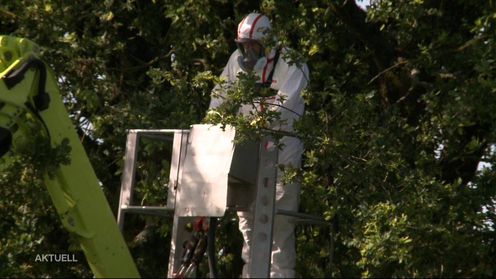 Giftige Raupen machen in Lenzburg den Schutzanzug notwendig