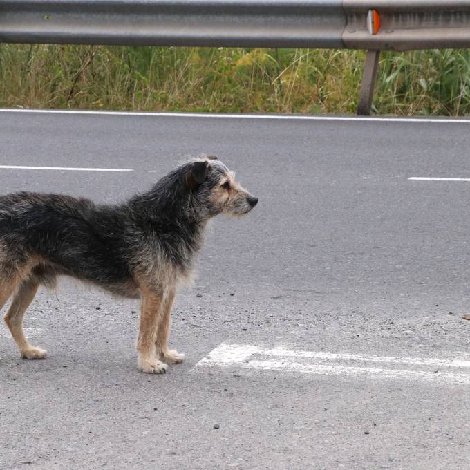 Ein ausgebüxter Hund verursachte Unfall im Stephanshorntunnel