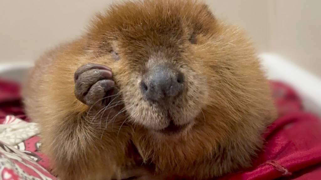 dpatopbilder - Biber Nibi im Newhouse Wildlife Rescue in Chelmsford, Massachusetts. Foto: Jane Newhouse/Newhouse Wildlife Rescue/AP