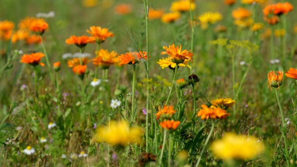 Graubünden sieht Biodiversitätsstragie auf Kurs