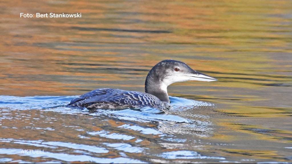 Exotisch: Kanadischer Eistaucher am Rhein gesichtet