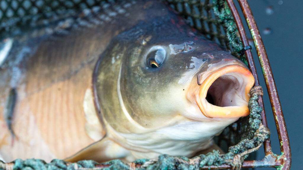 Der Kanton Graubünden hat eine Teilrevision seines Fischereigesetzes in die Vernehmlassung geschickt. Kernpunkte sind ein obligatorischer Sachkundenachweis für Fischerinnen und Fischer sowie finanzielle Anreize für die Pflege von Lebensräumen.