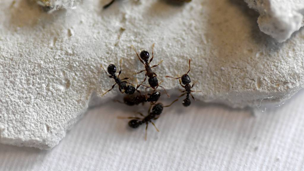 Wegen Klimawandel: Aggro-Ameisen in Schweizer Bergen auf dem Vormarsch