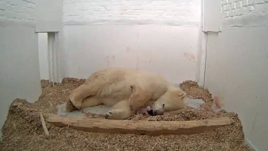 Eisbärenmutter Tonja im Tierpark Berlin kümmert sich um ihr wenige Tage altes Jungtier.